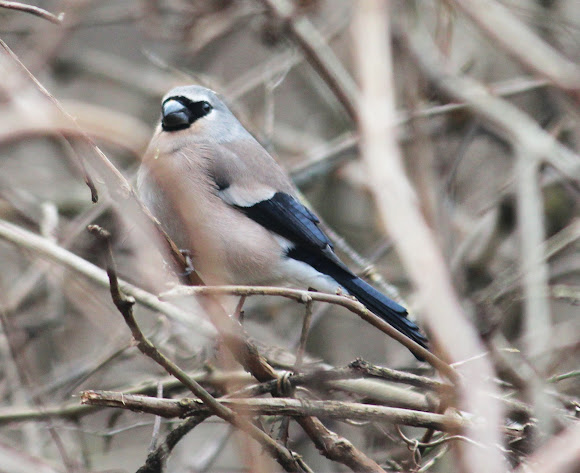 Spotting Image 1
