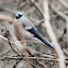 Grey-headed Bullfinch