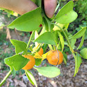Unknown spotting