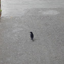 Oriental Magpie Robin