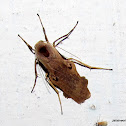 Footman moth