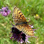 Melitaea aurelia