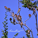Scaly-breasted Munia