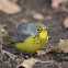 Canada Warbler