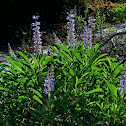Sky Blue Wild Pine