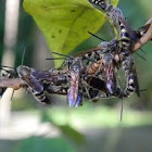 Scoliid wasp, hairy wasp