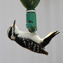 Hairy Woodpecker