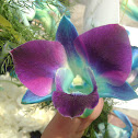 Blue Orchid