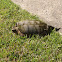Common Snapping Turtle