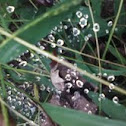 dewdrops on a spiderweb
