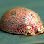 Dotted Paropsine Leaf Beetle