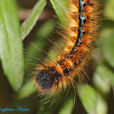 Tent Caterpillar