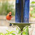 Northern Cardinal Male (Very rough looking)