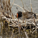moorhen