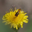 Grey-banded Hoverfly