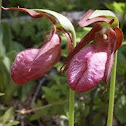 Pink Lady's Slipper