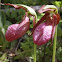 Pink Lady's Slipper