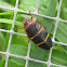 Two Lined Spittlebug