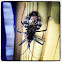 Wheel bug