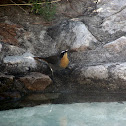 Cape Robin-Chat