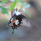 Common Mormon