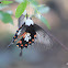 Common Mormon
