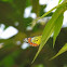 Common Jezebel