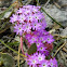 Pink Sand Verbena