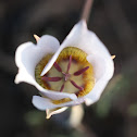 doubting mariposa lily