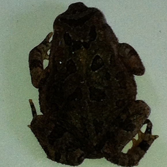 Spotting Image 1