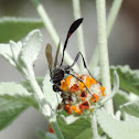 Thread-waisted Wasp