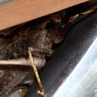 grasshopper