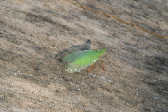 Spotting Image 1