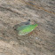 Dictyopharid Planthopper