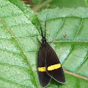 Moth