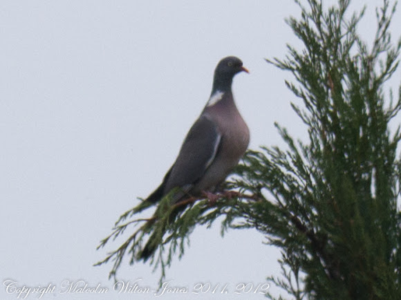 Spotting Image 1