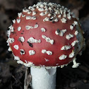 Fly Agaric
