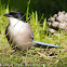 Azure-winged Magpie