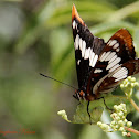 Lorquin's Admiral