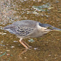 Green-backed heron or Striated heron