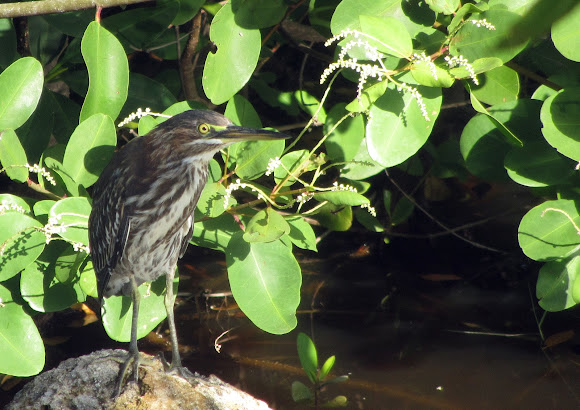 Spotting Image 1