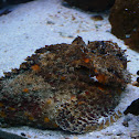 Reef Stonefish