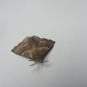 Western Tent Caterpillar Moth