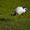 Sacred Ibis