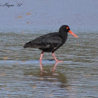 African Black Oystercatcher