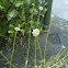 Wild garlic
