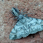 Jumping Spider