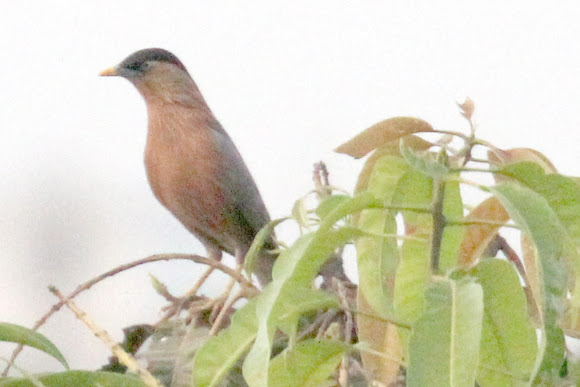 Spotting Image 1
