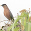 Brahminy Starling