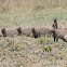 Banded Mongoose